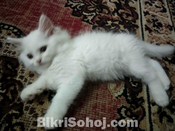 Persian cat